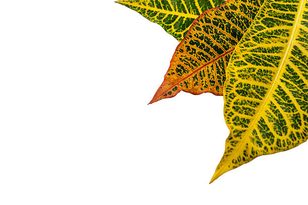 istock Croton plant leaves isolated on background 501443815