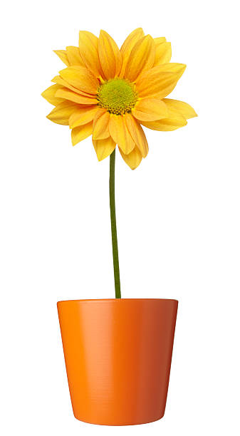 istock flower nature garden botany daisy bloom 501443983