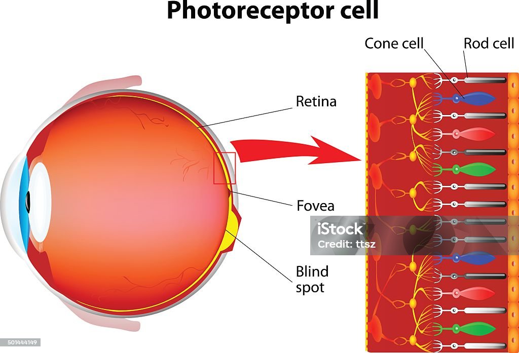 Photoreceptor cells in the retina of the eye Photoreceptor cells in the retina of the eye. Structure and function rod cells and cone cells. Vector scheme Retina stock vector