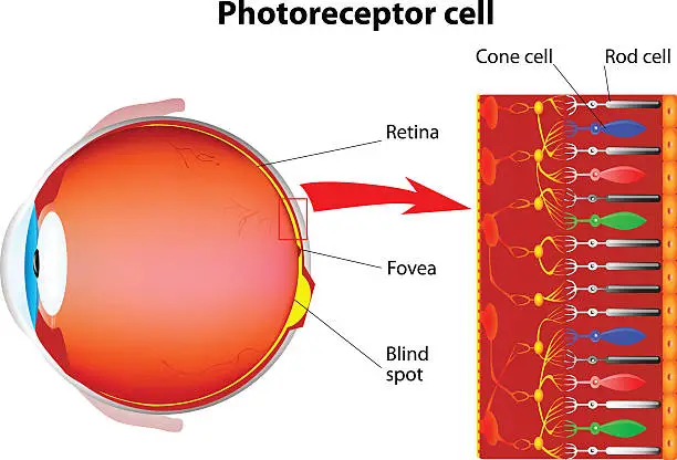 Vector illustration of Photoreceptor cells in the retina of the eye