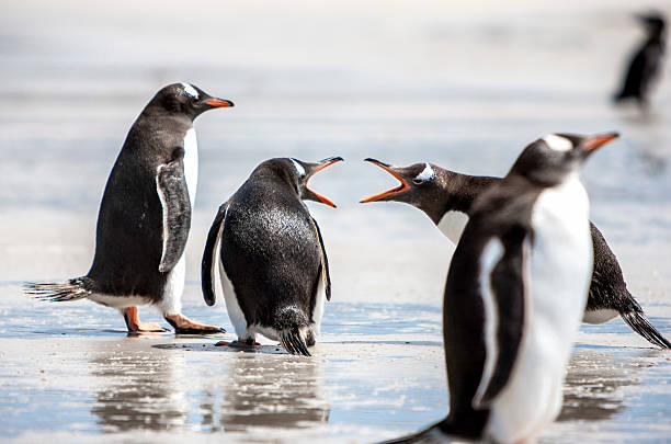 Penguins under Discussion at Falkland Islands-2 Two penguins seem to discuss on the beach. The first argues strongly, the second does not seem to care while the third is wise and above this. gentoo penguin photos stock pictures, royalty-free photos & images