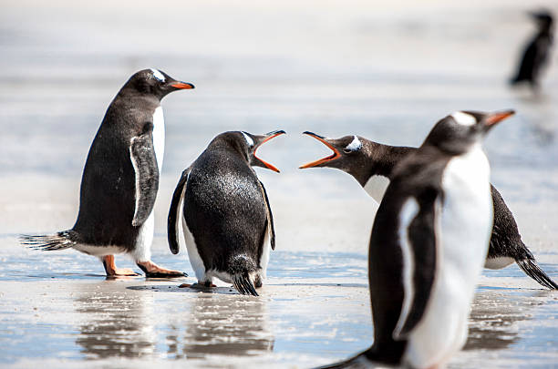 Penguins under Discussion at Falkland Islands-2 Two penguins seem to discuss on the beach. The first argues strongly, the second does not seem to care while the third is wise and above this. penguins fighting stock pictures, royalty-free photos & images