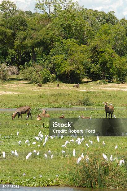 Flock Water Birds Animals In Wetlands Along Nile River Uganda Stock Photo -  Download Image Now - iStock