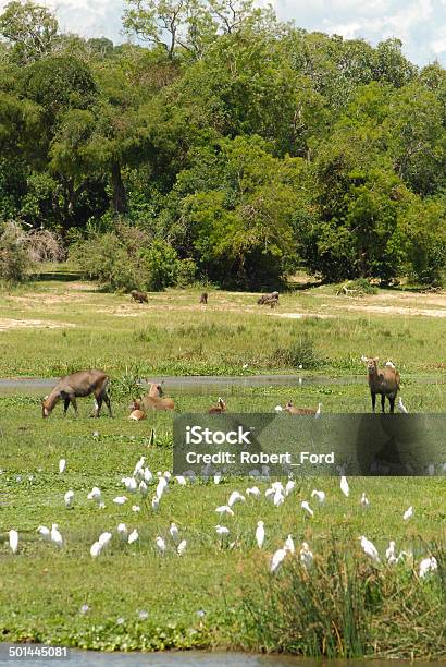 Flock Water Birds Animals In Wetlands Along Nile River Uganda Stock Photo - Download Image Now - iStock Flock Water Birds Animals In Wetlands Along Nile River Uganda Stock Photo - Download Image Now - iStock