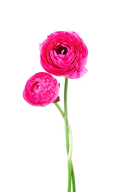 istock Two ranunculus flowers isolated on white background 501445403