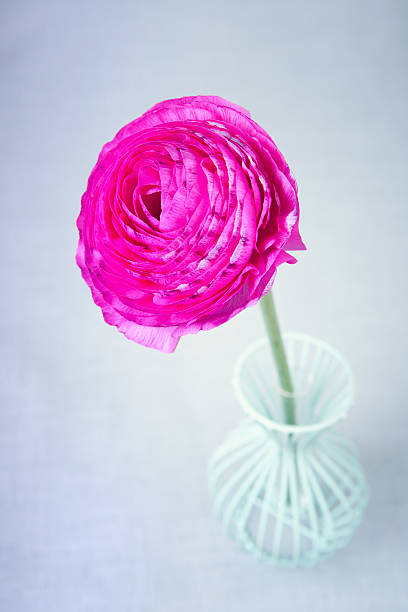 istock Pink persian buttercup flower in a vase on blue background 501445629
