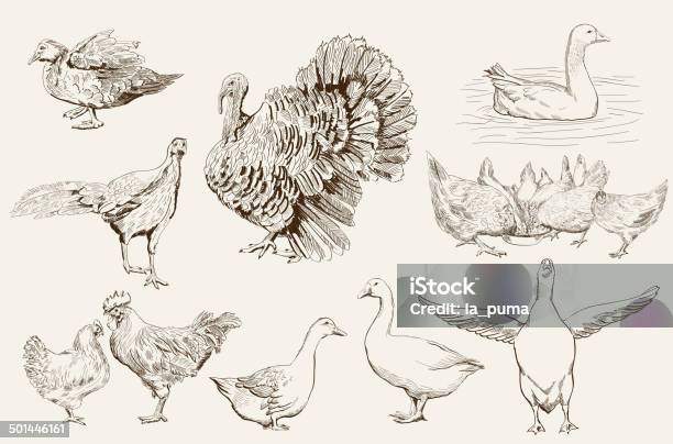 Aviculture Stock Illustration - Download Image Now - Duck - Bird, Chicken - Bird, Drawing - Art Product