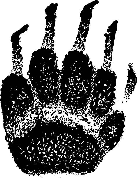 badger footprint vector art illustration