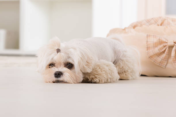 istock Little dog laying at home 501446531