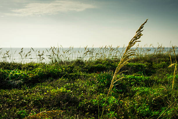 istock Sea Oats at Satellite Beach in the Summer 501447193