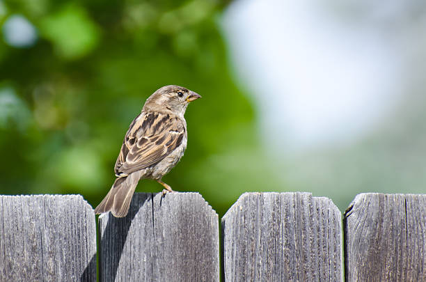 istock House Sparrow Resting on the Backyard Fence 501447211