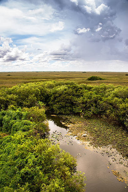 Great landscape at Everglades National Park stock photo