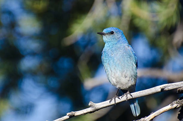 гора bluebird расположенный в дерево - mountain bluebird bird bluebird blue стоковые фото и изображения