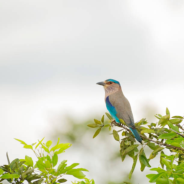 rullo indiano (coracias benghalensis - ghiandaia marina pettolilla foto e immagini stock