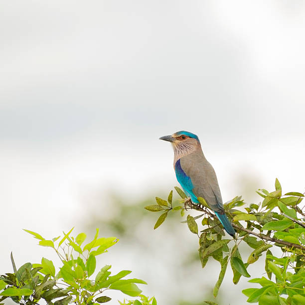 Indian Roller (Coracias Benghalensis) Minneriya Wildlife Reserve, Sri Lanka coracias benghalensis stock pictures, royalty-free photos & images