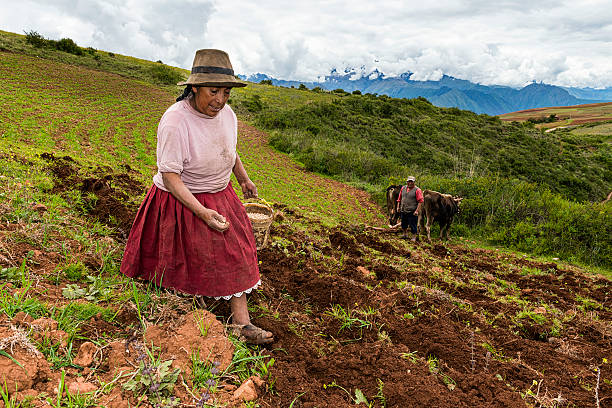 Maras, Peru - December 23, 2013: Peruvian woman sowing a field near Maras, in Peru.