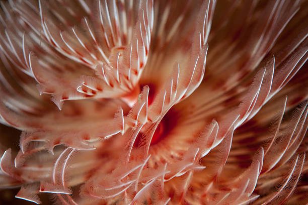 istock Detail of Feather Duster Worm 501453282