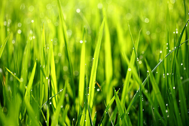 istock green grass with water droplet 501453650