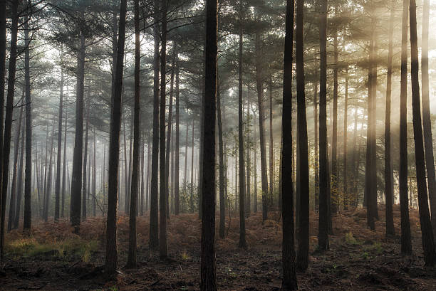 istock Pine forest Autumn Fall landscape foggy morning 501455488