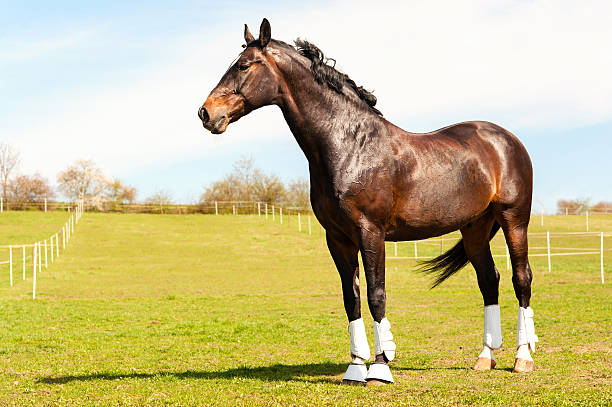Purebred stallion in bandages standing on pasturage. Multicolored exterior image.