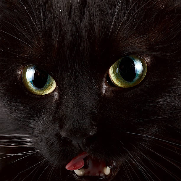 istock Eyes of a black cat 501456088