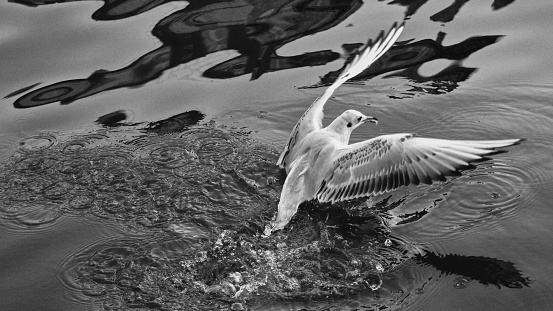 seagull wings and waving water in black and white