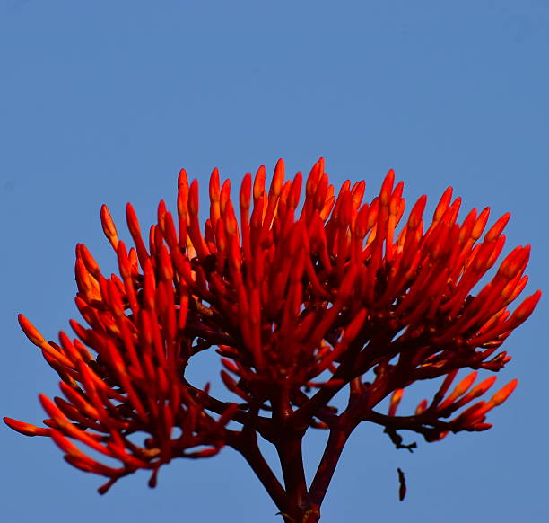 istock flowers with sky background photograph 501456426