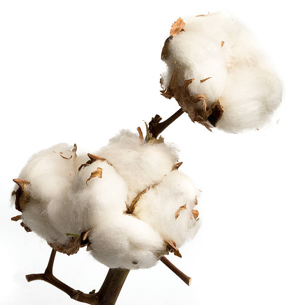 istock Natural stem of cotton flowers 501457254