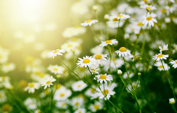 de manzanilla en green grass. - chamomile chamomile plant flower herb fotografías e imágenes de stock