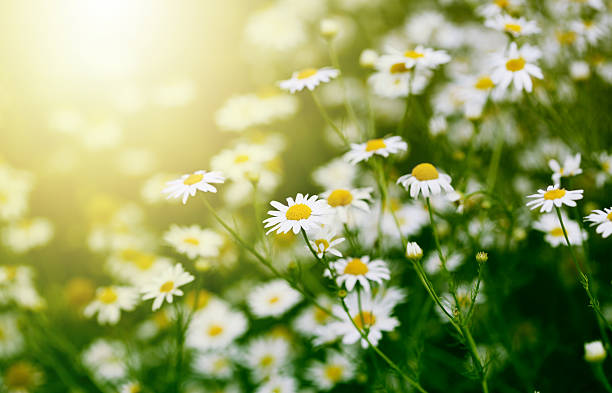 Chamomile in green grass. Chamomile in green grass. chamomile plant stock pictures, royalty-free photos & images