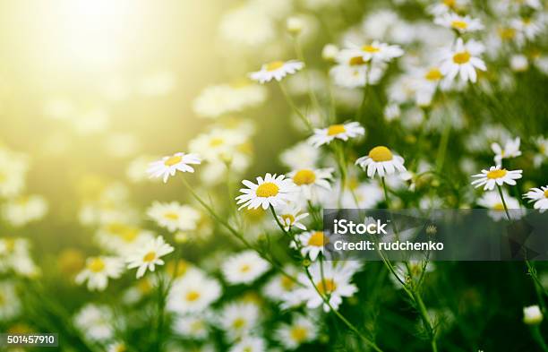 Chamomile In Green Grass Stock Photo - Download Image Now - Chamomile, Chamomile Plant, Daisy