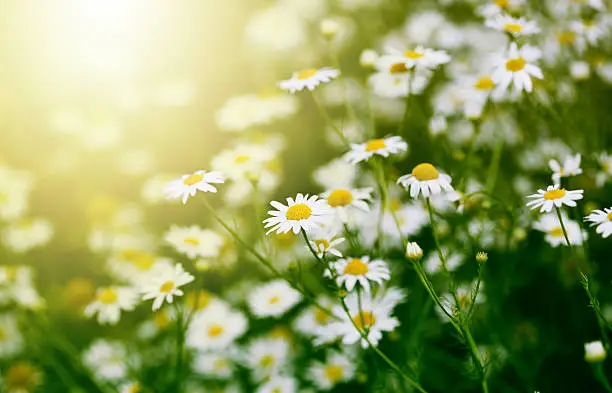 Photo of Chamomile in green grass.