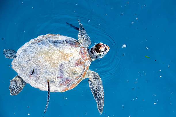 istock turtle near Sipadan white sand beach 501458228