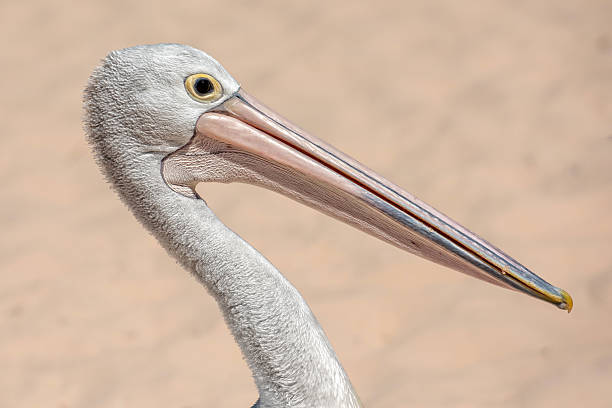 istock Pelican close up portrait on the beach 501458266
