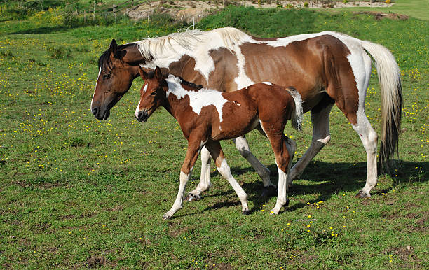 istock Horse with young foal 501459516