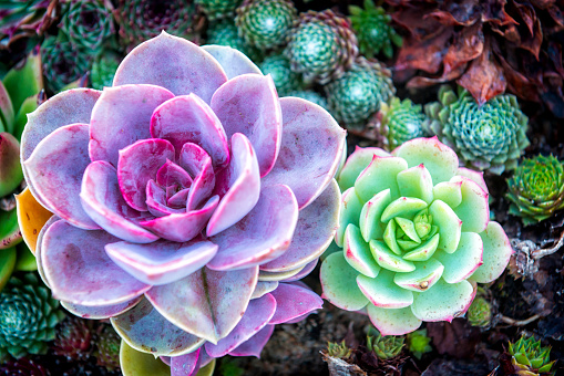 Colorful Succulents flowerbed