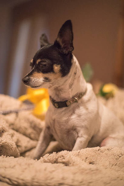 istock Small dog terrier chihuahua 501459766