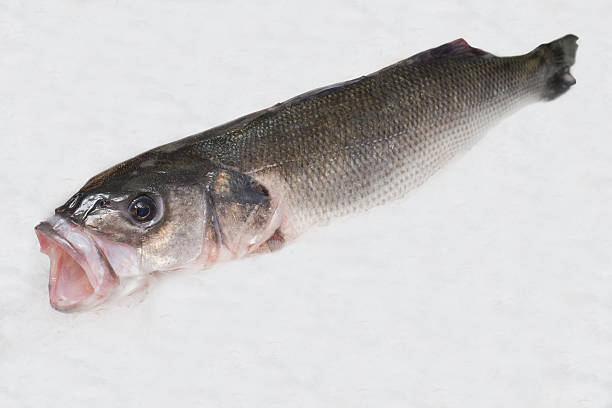 istock sea bass on ice 501462558