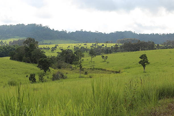 istock Thung Nang Phaya Tung salaengluang national park 501463168