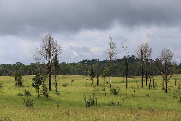 istock Thung Nang Phaya Tung salaengluang national park 501463294