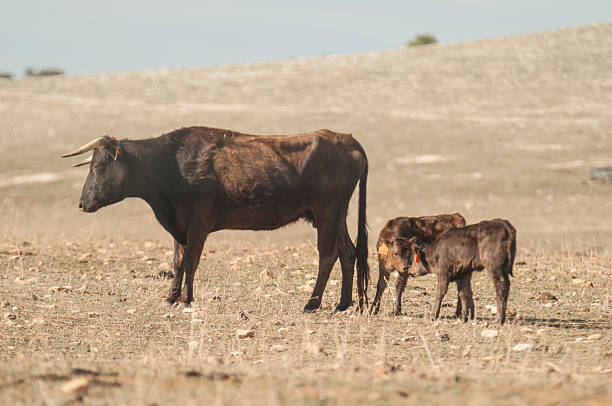 istock Calves in the meadow 501463336