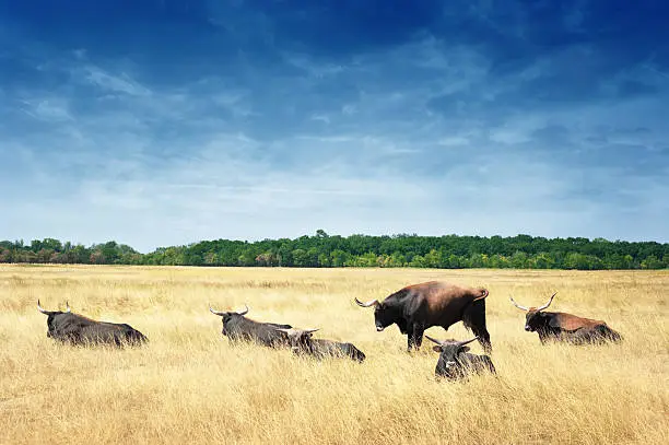 Aurochs or European Buffalo (Bos primigenius) in Hortobagy, Hungary.