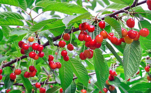 istock close-up of ripe sweet cherries on a tree 501464914