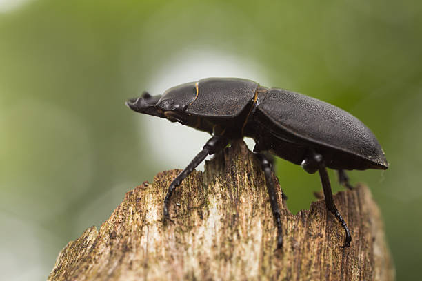 istock Lesser stag beetle, Dorcus paralellipipedus on wood 501465710