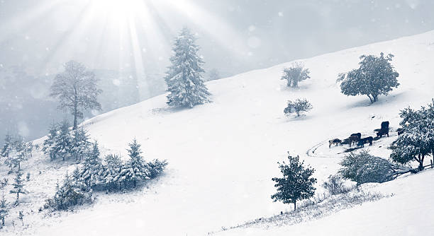 istock Beautiful winter landscape with snow covered trees 501465720