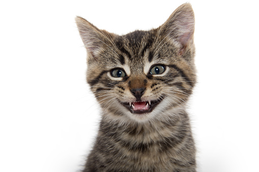 Portrait of cute tabby kitten isolated on white background