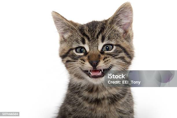 Portrait Of Cute Tabby Kitten Stock Photo - Download Image Now - Domestic Cat, Smiling, White Background
