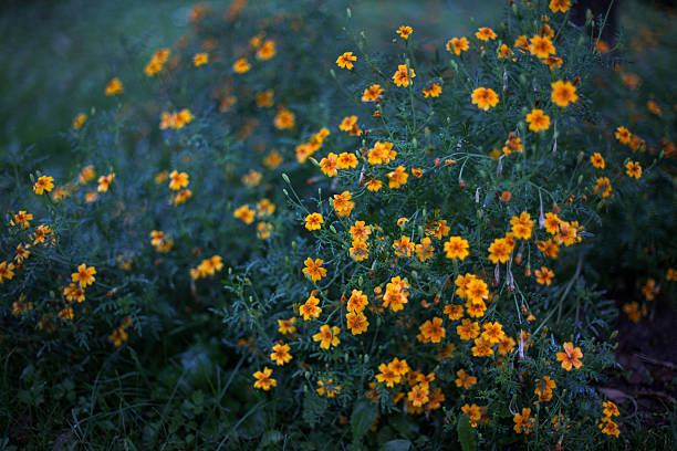 istock yellow flowers in the evening after rain 501467046