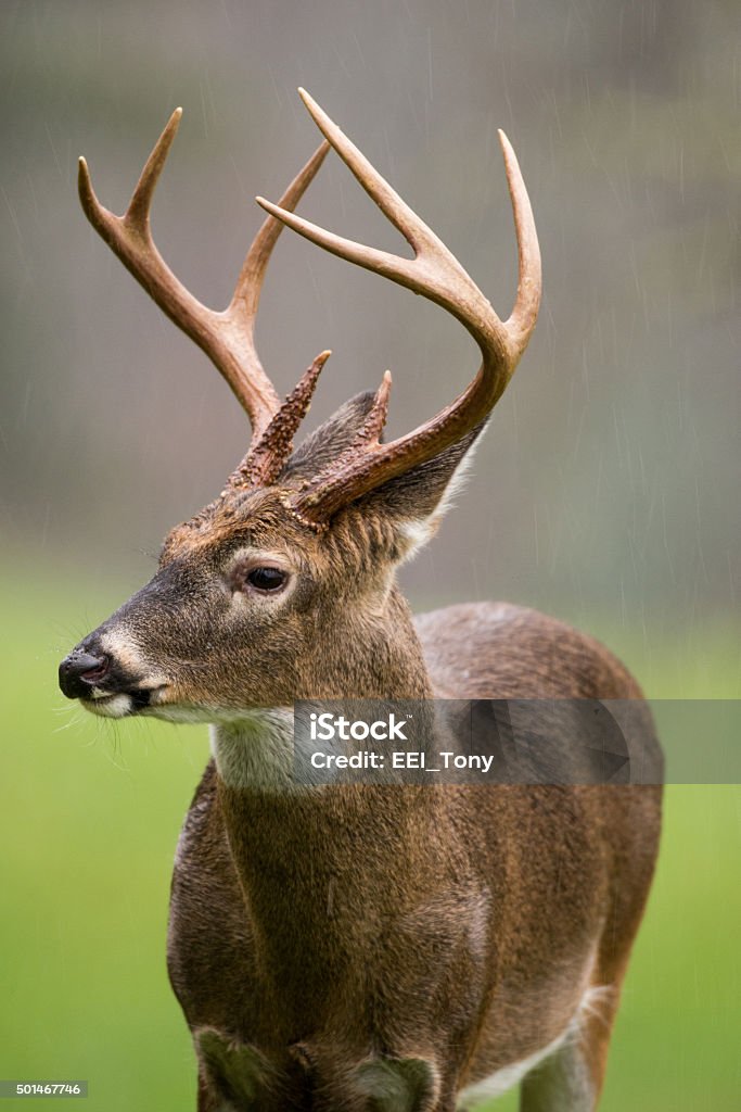 White-tailed deer buck in rain Large white-tailed deer buck standing in an open meadow during a rain storm in Smoky Mountain National Park 2015 Stock Photo