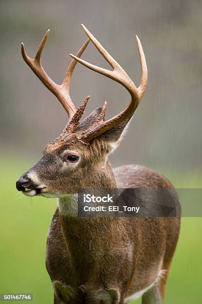 Whitetailed Deer Buck In Rain Stock Photo - Download Image Now - 2015, Antler, Deer
